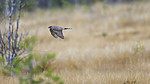 KA_171015_146 / Accipiter nisus / Spurvehauk