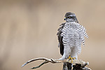 KA_171015_159 / Accipiter nisus / Spurvehauk