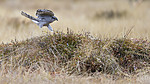 KA_171015_167 / Accipiter nisus / Spurvehauk