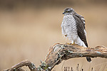 KA_171015_176 / Accipiter nisus / Spurvehauk