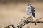 KA_171015_177 / Accipiter nisus / Spurvehauk