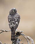 KA_171015_210 / Accipiter nisus / Spurvehauk