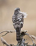 KA_171015_215 / Accipiter nisus / Spurvehauk