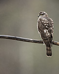 KA_171015_261 / Accipiter nisus / Spurvehauk