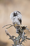 KA_171015_305 / Accipiter nisus / Spurvehauk