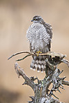 KA_171015_308 / Accipiter nisus / Spurvehauk