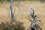 KA_171015_311 / Accipiter nisus / Spurvehauk