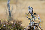 KA_171015_312 / Accipiter nisus / Spurvehauk
