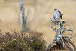 KA_171015_334 / Accipiter nisus / Spurvehauk