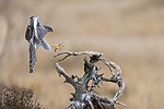 KA_171015_36 / Accipiter nisus / Spurvehauk