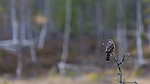 KA_171015_4 / Accipiter nisus / Spurvehauk