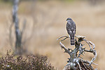 KA_171015_45 / Accipiter nisus / Spurvehauk