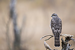 KA_171015_47 / Accipiter nisus / Spurvehauk