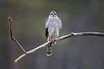 KA_171015_53 / Accipiter nisus / Spurvehauk