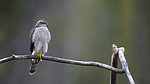 KA_171015_67 / Accipiter nisus / Spurvehauk