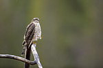 KA_171015_7 / Accipiter nisus / Spurvehauk