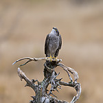 KA_171015_80 / Accipiter nisus / Spurvehauk