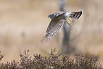 KA_171015_87 / Accipiter nisus / Spurvehauk