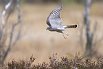 KA_171015_88 / Accipiter nisus / Spurvehauk
