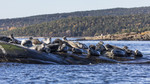 KA_171018_10 / Phoca vitulina / Steinkobbe