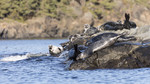 KA_171018_5 / Phoca vitulina / Steinkobbe