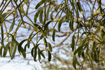 KA_171018_54 / Viscum album / Misteltein