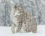 KA_171230_115 / Lynx lynx / Gaupe