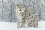 KA_171230_116 / Lynx lynx / Gaupe