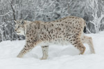 KA_171230_118 / Lynx lynx / Gaupe