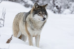 KA_171230_32 / Canis lupus / Ulv
