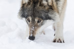 KA_171230_34 / Canis lupus / Ulv
