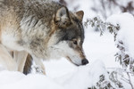 KA_171230_37 / Canis lupus / Ulv