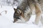 KA_171230_38 / Canis lupus / Ulv