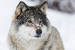 KA_171230_52 / Canis lupus / Ulv