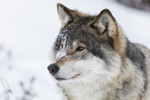 KA_171230_53 / Canis lupus / Ulv