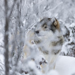 KA_171230_6 / Canis lupus / Ulv