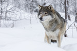 KA_171230_63 / Canis lupus / Ulv