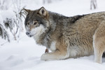 KA_171230_66 / Canis lupus / Ulv