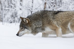 KA_171230_72 / Canis lupus / Ulv