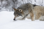 KA_171230_74 / Canis lupus / Ulv