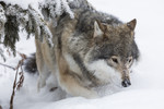 KA_171230_78 / Canis lupus / Ulv