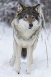 KA_171230_8 / Canis lupus / Ulv