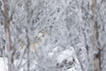 KA_171230_85 / Canis lupus / Ulv
