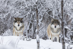KA_171230_95 / Canis lupus / Ulv