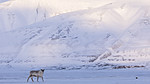 KA_180302_102 / Rangifer tarandus platyrhynchus / Svalbardrein