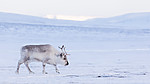 KA_180302_106 / Rangifer tarandus platyrhynchus / Svalbardrein