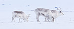 KA_180302_108 / Rangifer tarandus platyrhynchus / Svalbardrein