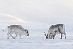 KA_180304_10 / Rangifer tarandus platyrhynchus / Svalbardrein