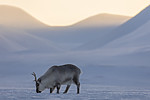 KA_180304_16 / Rangifer tarandus platyrhynchus / Svalbardrein