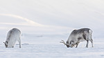 KA_180304_7 / Rangifer tarandus platyrhynchus / Svalbardrein